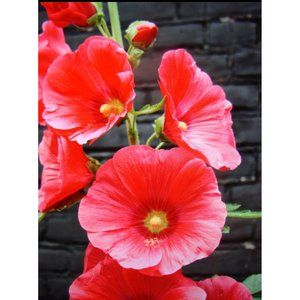 Red Mars Hollyhock 35 Seeds